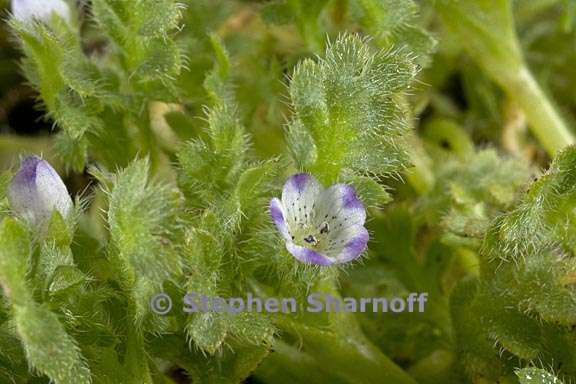 nemophila pedunculata 4 graphic